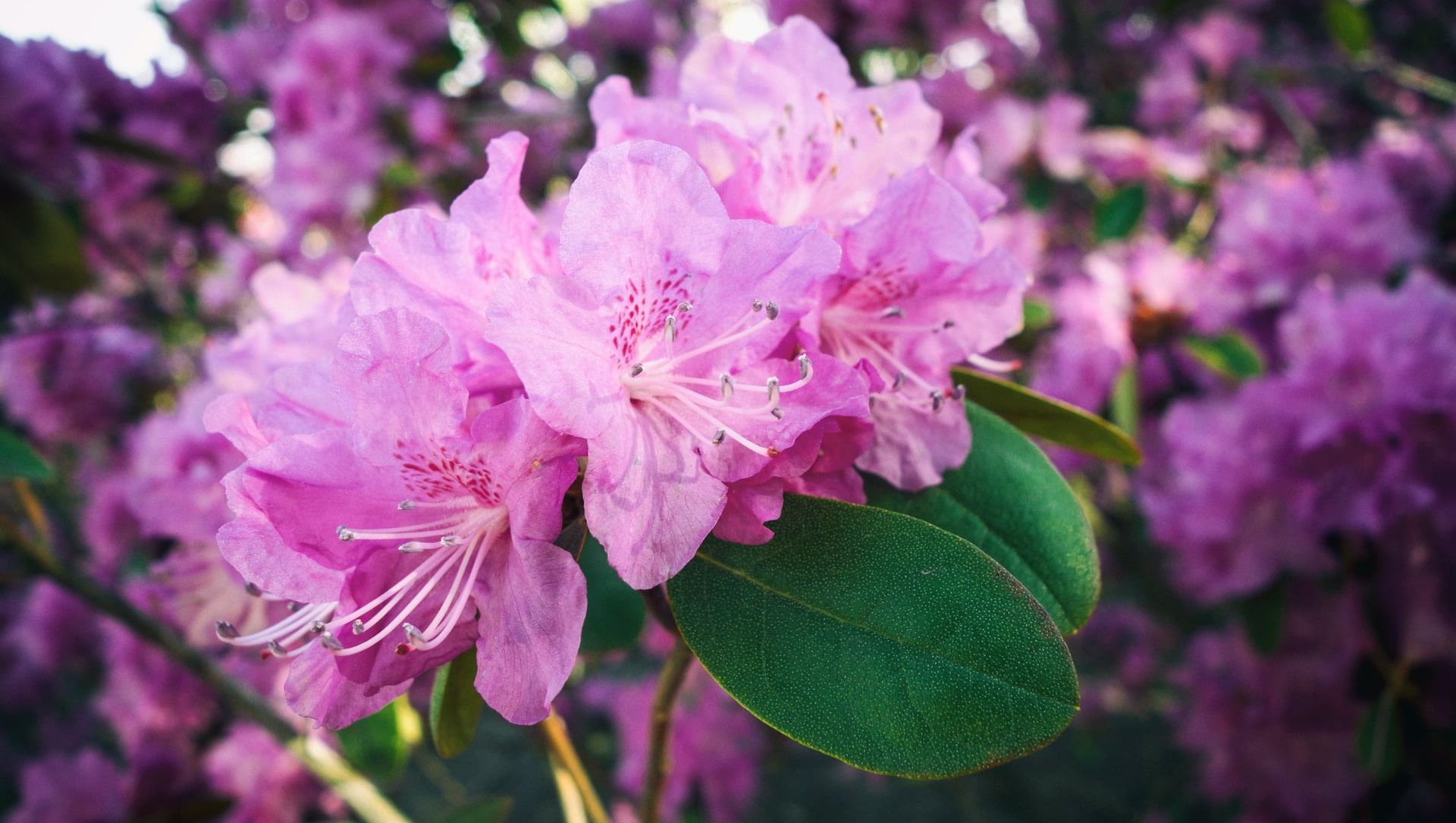 Rhododendron